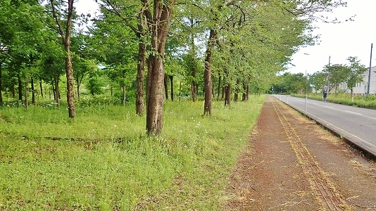 c0336902_19481512.jpg