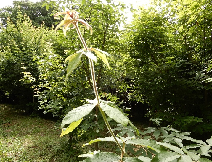 葉_e0148806_15395201.jpg