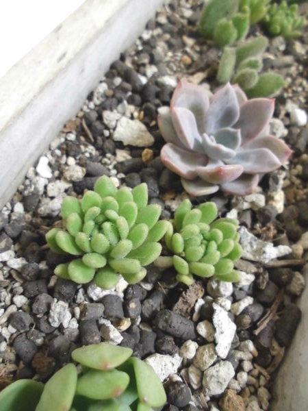 半日陰でも可愛さキープできる多肉さんたち Natural Gardening