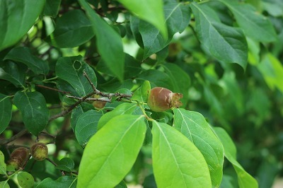e0373815_13302260.jpg