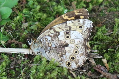e0373815_13373485.jpg