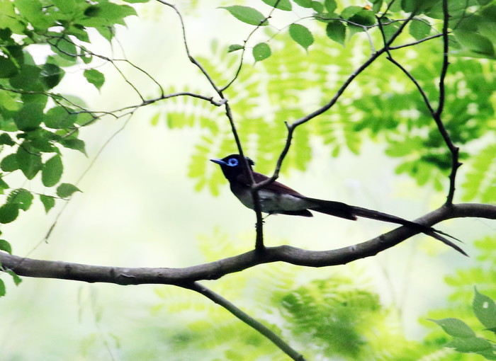 里山のサンコウチョウ と オオルリ若 _f0239515_18382180.jpg