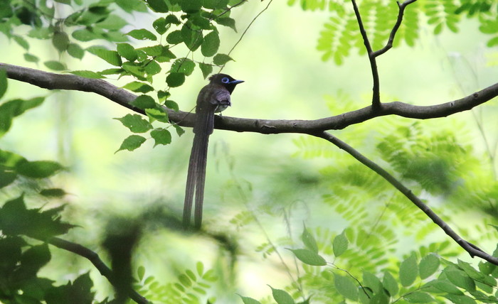 里山のサンコウチョウ と オオルリ若 _f0239515_1839248.jpg