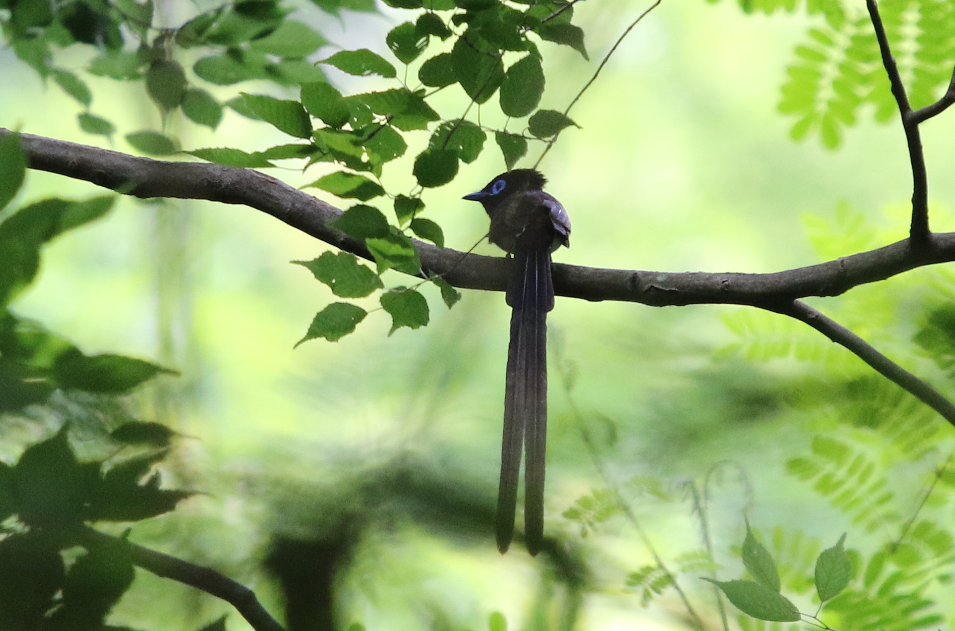 里山のサンコウチョウ と オオルリ若 _f0239515_1839333.jpg