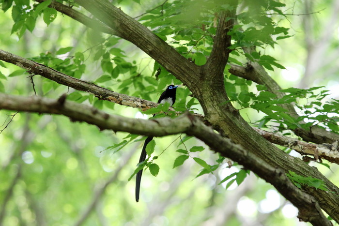 里山のサンコウチョウ と オオルリ若 _f0239515_1840337.jpg