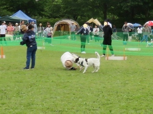 待ちに待ってた｢犬の大運動会｣ ⑤_c0084117_18565679.jpg