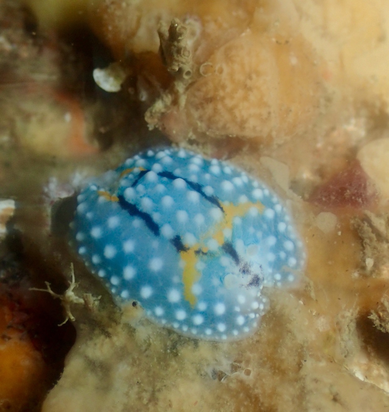 c0115421_20152825.jpg
