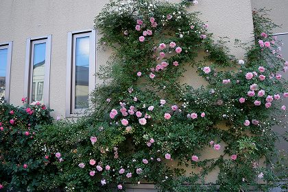 壁一面に咲くバラの素敵なお宅 大和なでしこ