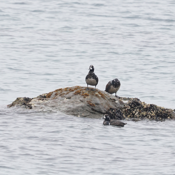 天売島-シノリガモ_f0202445_17041754.jpg