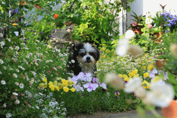 c0145250_16544935.gif
