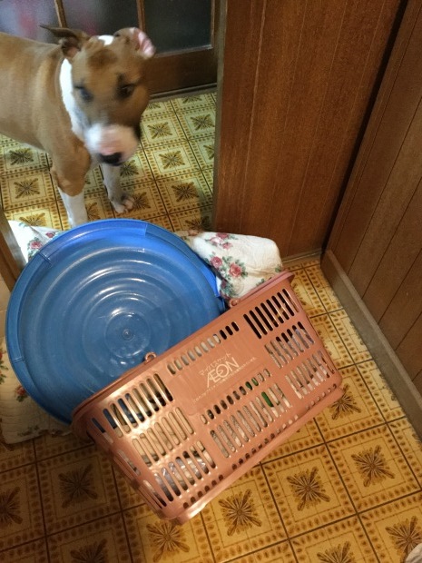 c0073152_17023152.jpeg