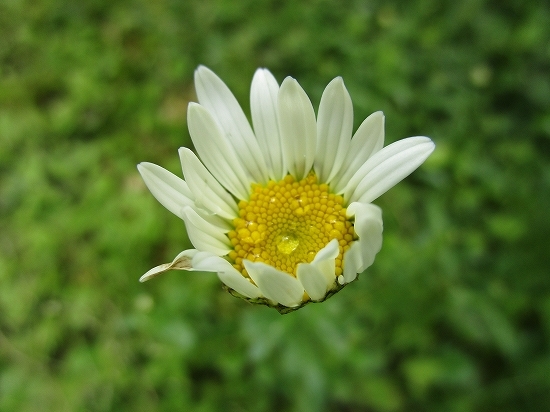 雨あがり、今日の庭の花_c0327752_17153608.jpg