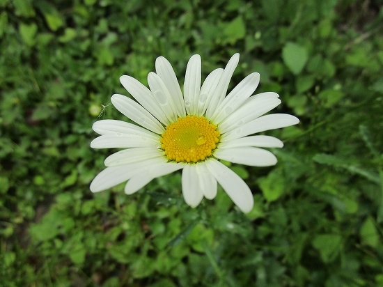 雨あがり、今日の庭の花_c0327752_17155635.jpg