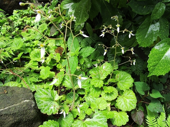 雨あがり、今日の庭の花_c0327752_17220119.jpg