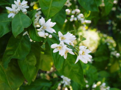 ザ・みかん 平成30年度の花の様子と極早生みかん販売中止のお知らせ_a0254656_16553217.jpg