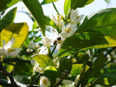 ザ・みかん 平成30年度の花の様子と極早生みかん販売中止のお知らせ_a0254656_16572072.jpg
