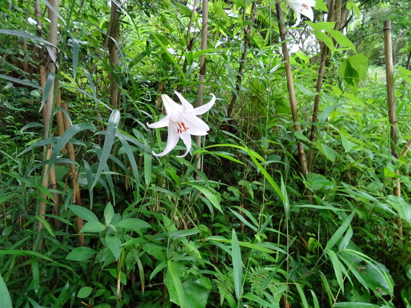 うみべの森『ササユリ便り⑦-2』・・・せんなん里海公園内_c0108460_20491857.jpg