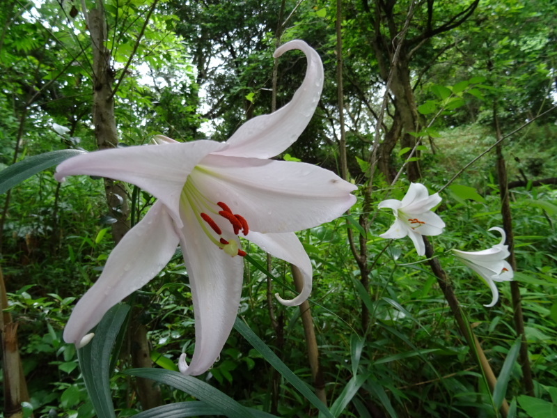 うみべの森『ササユリ便り⑦-2』・・・せんなん里海公園内_c0108460_20494088.jpg