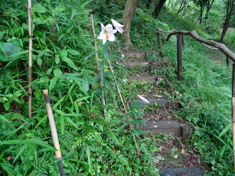 うみべの森『ササユリ便り⑦-2』・・・せんなん里海公園内_c0108460_20532457.jpg