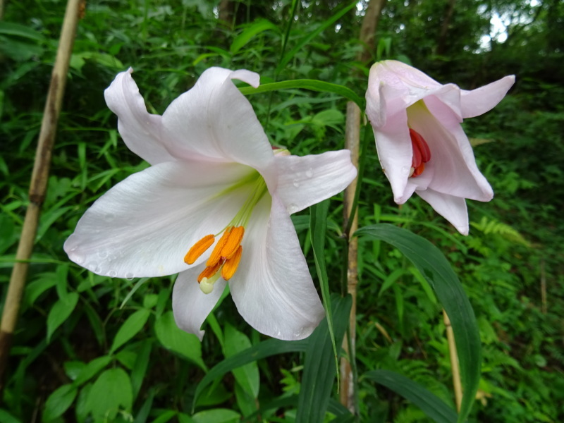 うみべの森『ササユリ便り⑦-2』・・・せんなん里海公園内_c0108460_20532541.jpg