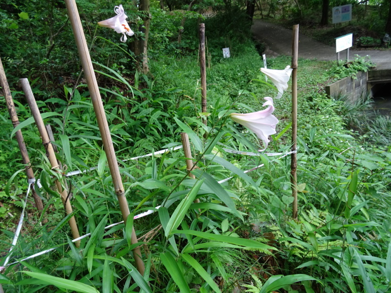 うみべの森『ササユリ便り⑦-2』・・・せんなん里海公園内_c0108460_20544711.jpg