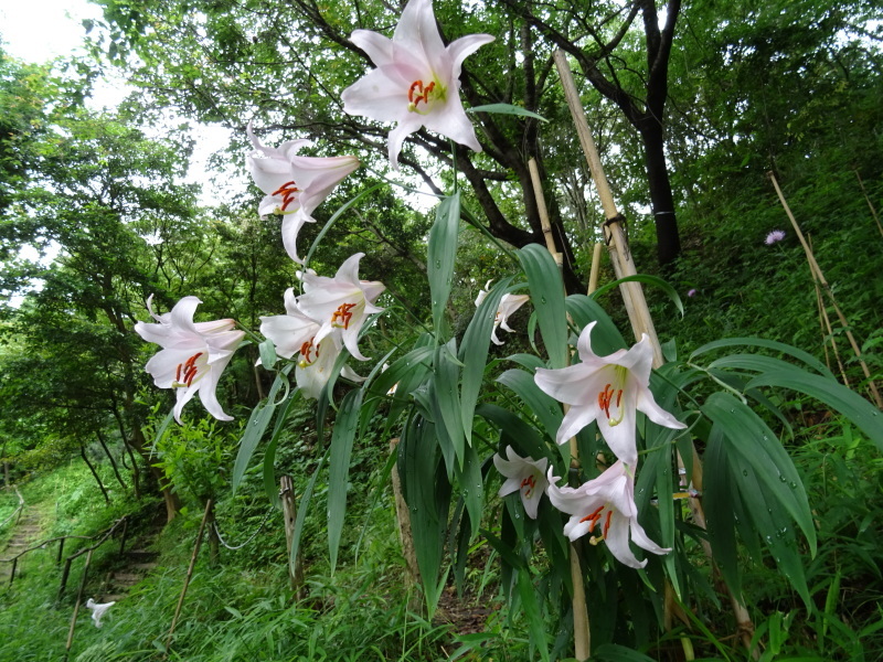 うみべの森『ササユリ便り⑦-2』・・・せんなん里海公園内_c0108460_20560902.jpg