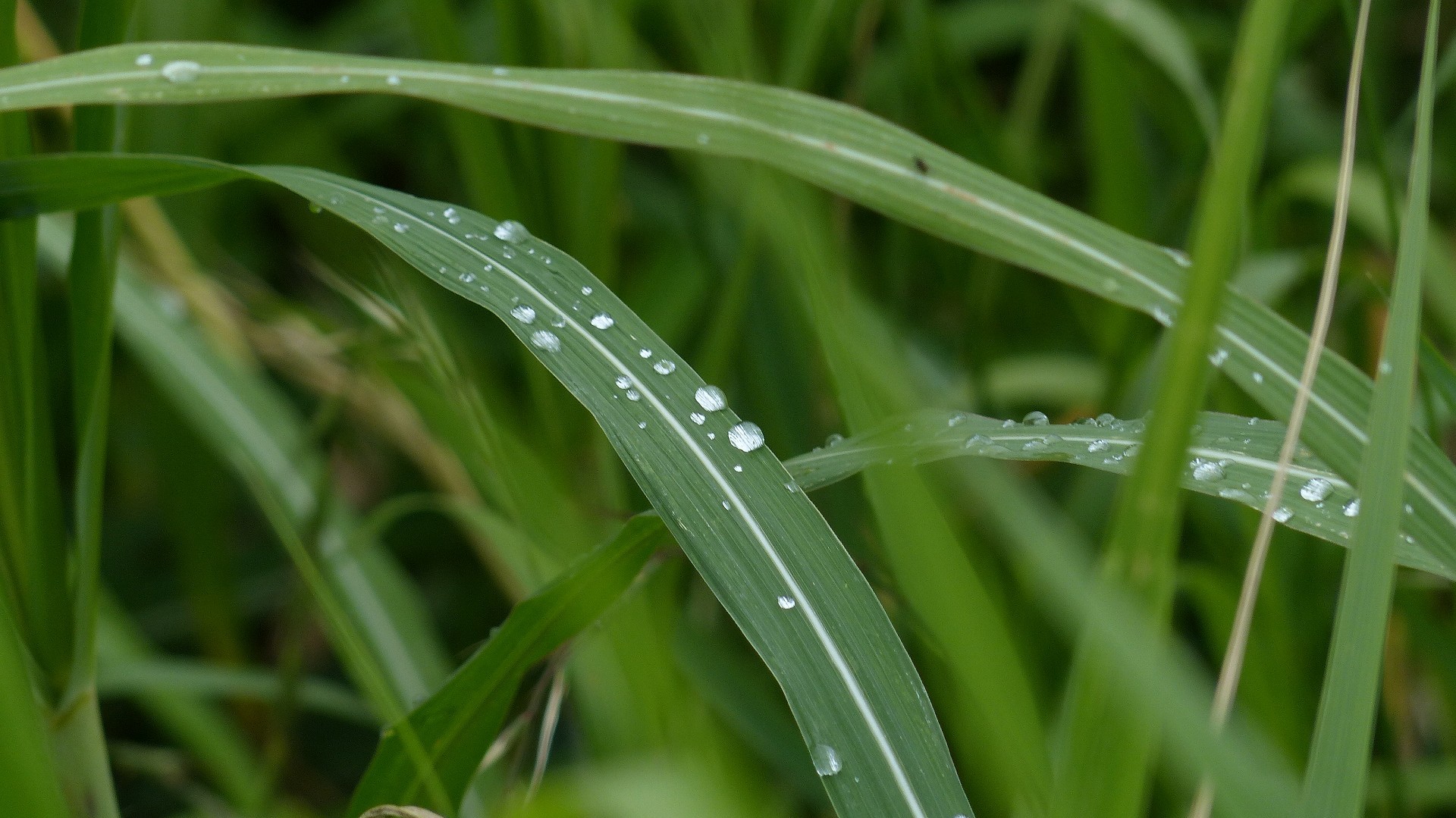 雨上リの森 【 2018　5/31（木) 】_a0185081_12450449.jpg