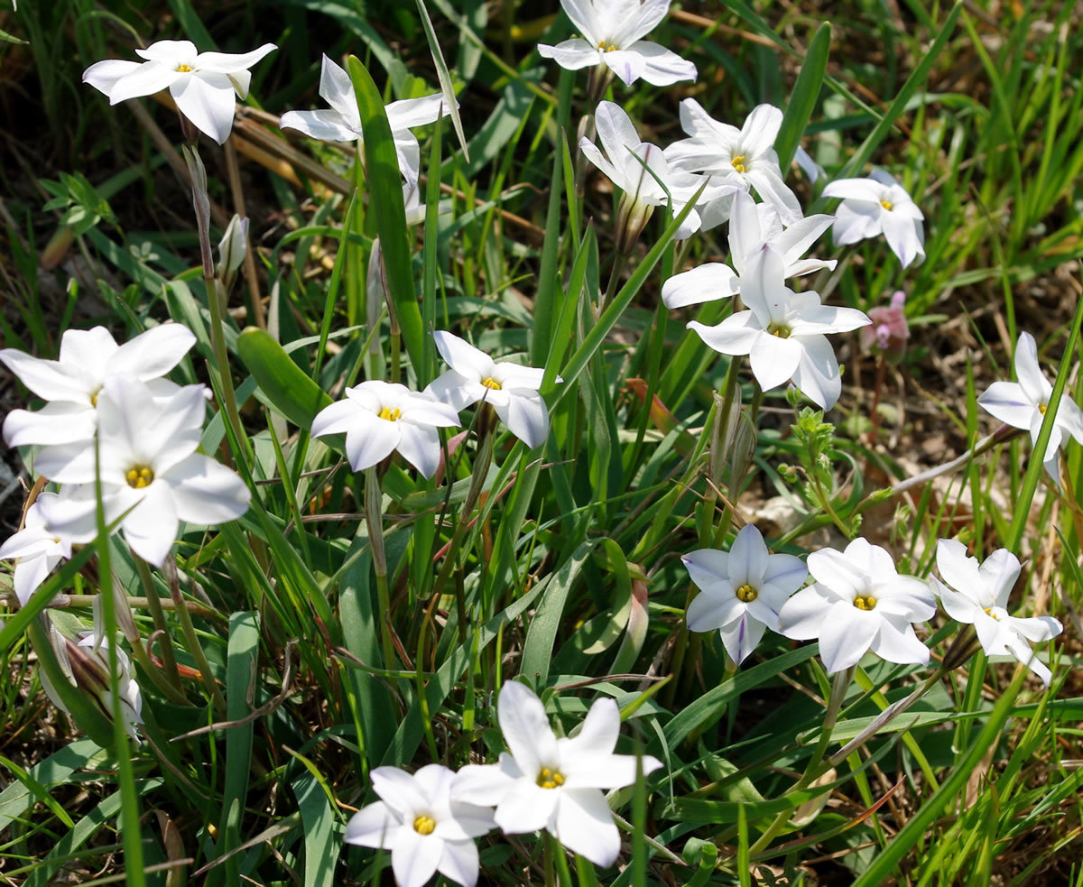 花と山野草/春の南浅川(3月)_b0123486_08335018.jpg