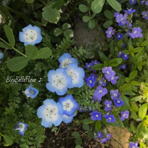 ネモフィラ インシグニスブルー Bleu Belle Fleur ブルーベルフルール