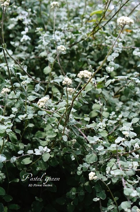 ヘリクリサム ペティオラレの収穫 季の花小屋 Pastelgreen ヘリクリサム ペティオラレの収穫 季の花小屋 Pastelgreen