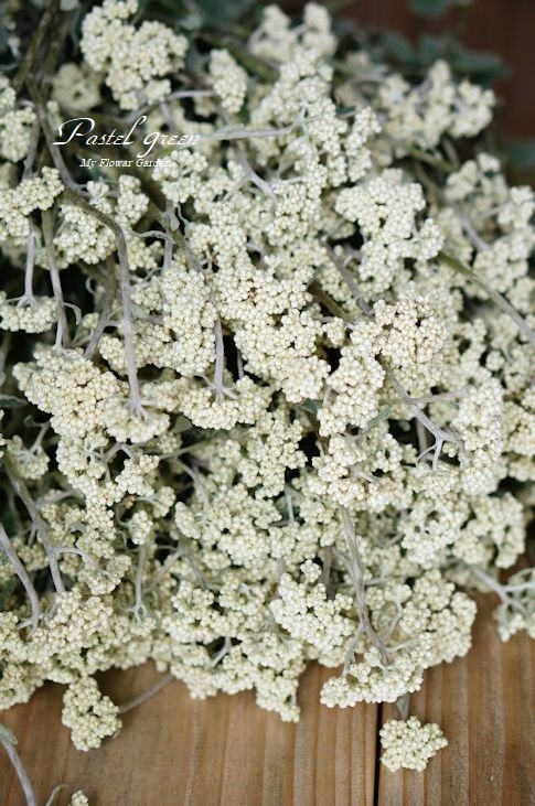 ヘリクリサム ペティオラレの収穫 季の花小屋 Pastelgreen ヘリクリサム ペティオラレの収穫 季の花小屋 Pastelgreen