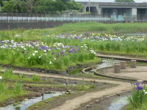 20１８年6月3日 長嶺プール仲間と食事　　その3_d0249595_20314702.jpg