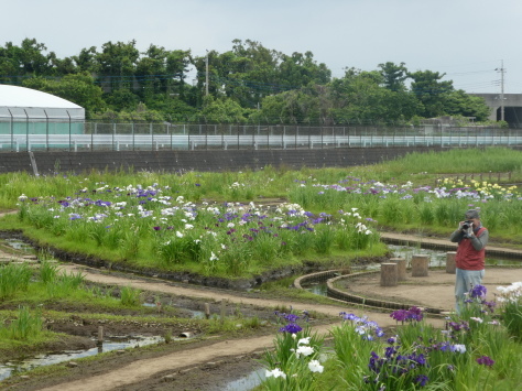 20１８年6月3日 長嶺プール仲間と食事　　その3_d0249595_20325553.jpg