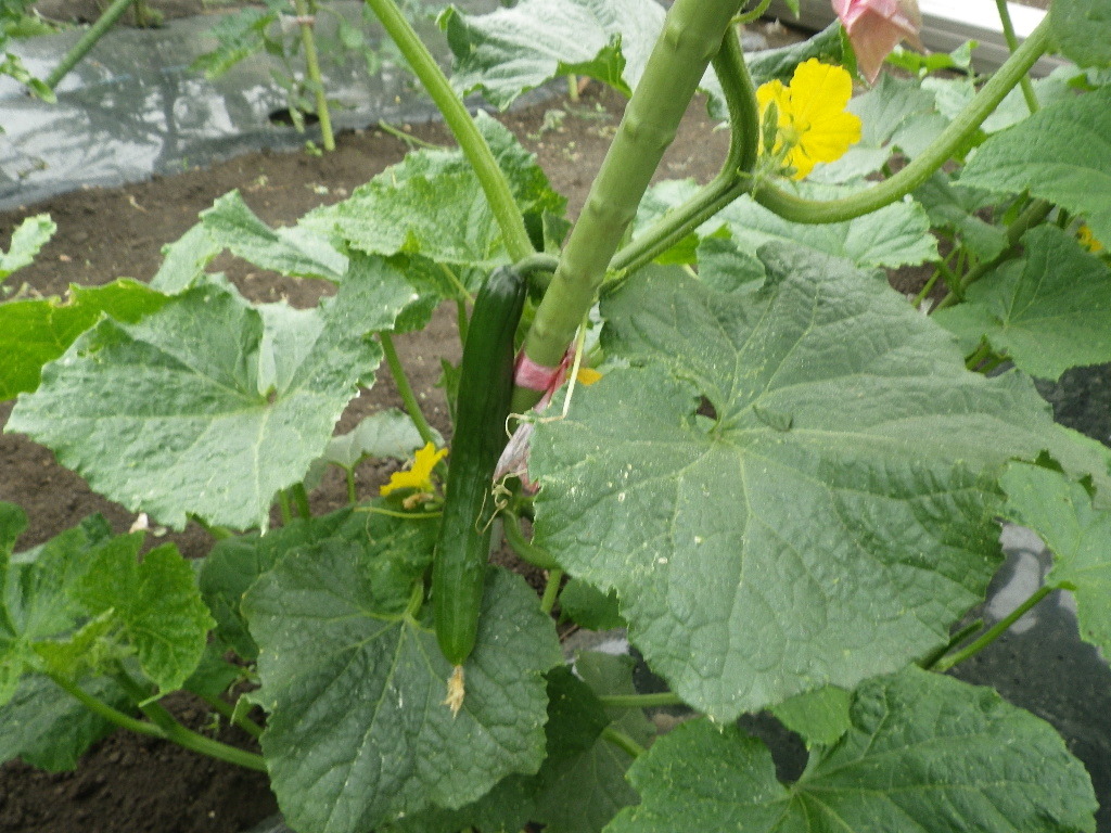 植木屋の野菜！！_b0172896_13075032.jpg