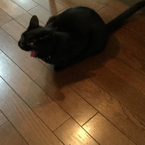 以心伝心？？_e0358096_17510568.jpeg