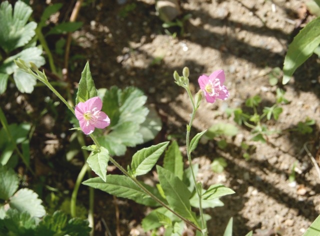 e0025300_2161729.jpg