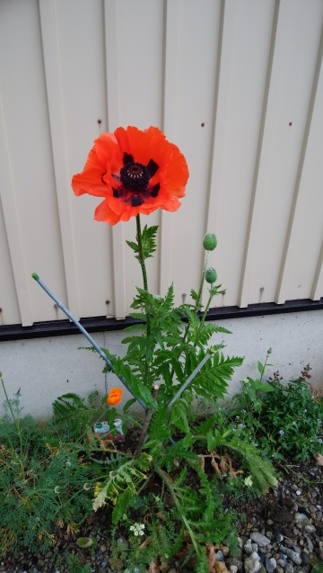 オリエンタルポピー開花です Patapatamamaの日記