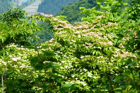d0170615_19485729.jpg