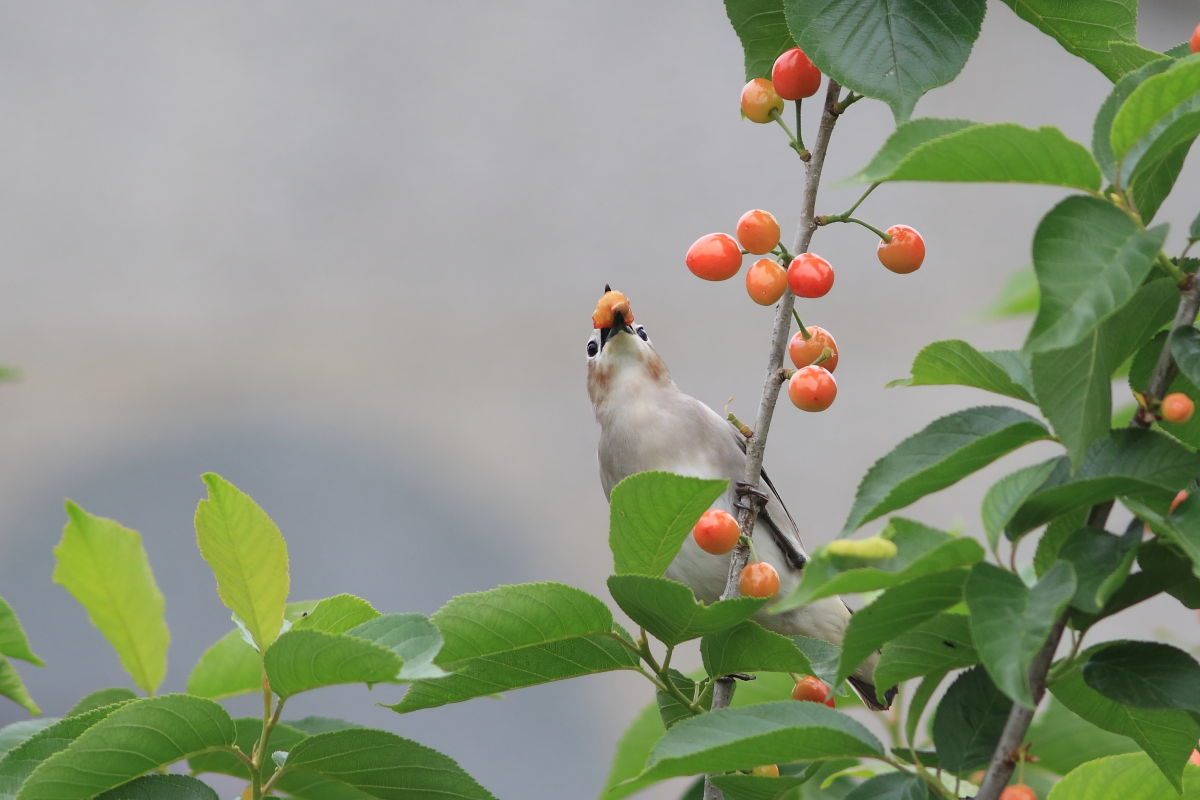 コムクドリ オスの若鳥 ?_f0369315_20524350.jpg