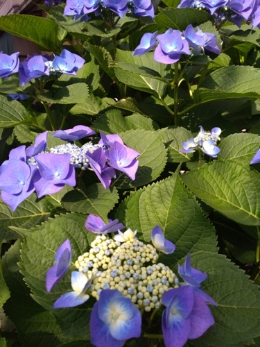 c0158916_15483225.jpg
