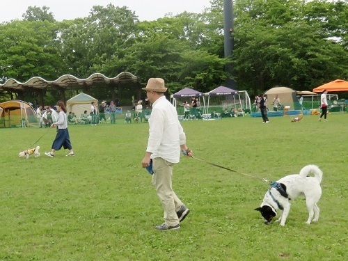 待ちに待ってた｢犬の大運動会｣ ⑥_c0084117_18580844.jpg