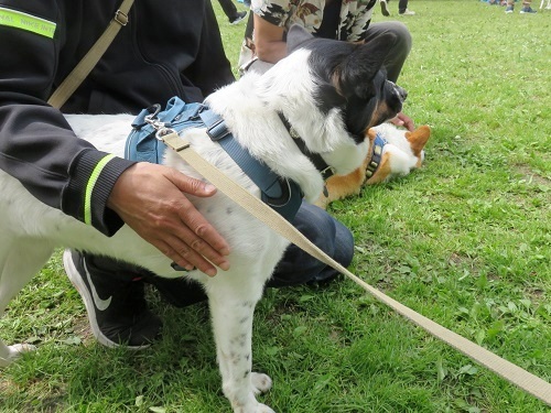 待ちに待ってた｢犬の大運動会｣ ⑥_c0084117_20241621.jpg