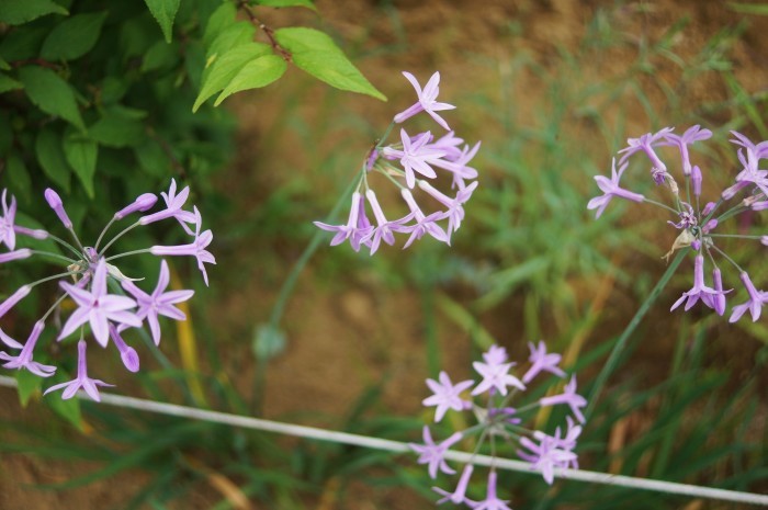 ■Myファーム発　魅惑の花達【燕水仙／トリトマ／河原撫子他】_b0033423_23225935.jpg