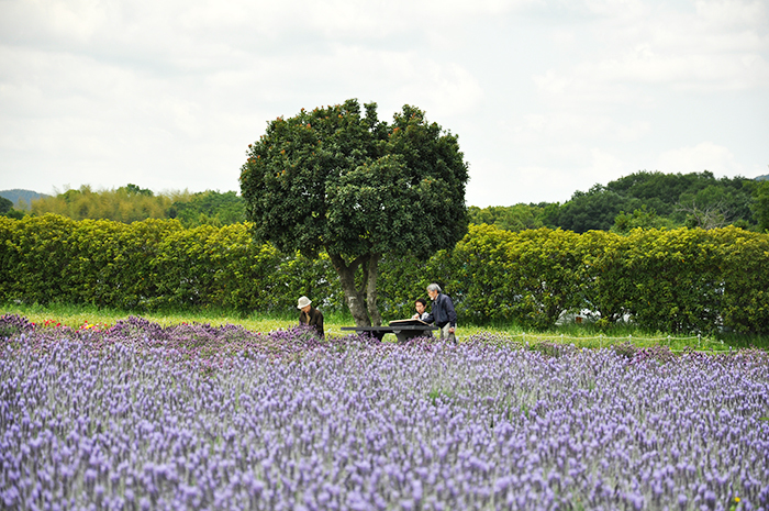 一般クラス18年5月のテーマ 花畑スケッチ 大阪の絵画教室 アトリエtoday 一般クラス18年5月のテーマ 花畑スケッチ 大阪の絵画教室 アトリエtoday