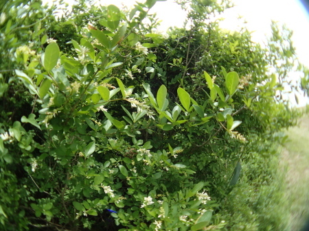 c0353632_16534501.jpg