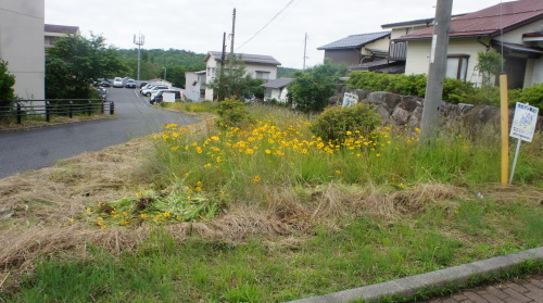 わが町内はオオキンケイギクの名所_e0166734_20460272.jpg