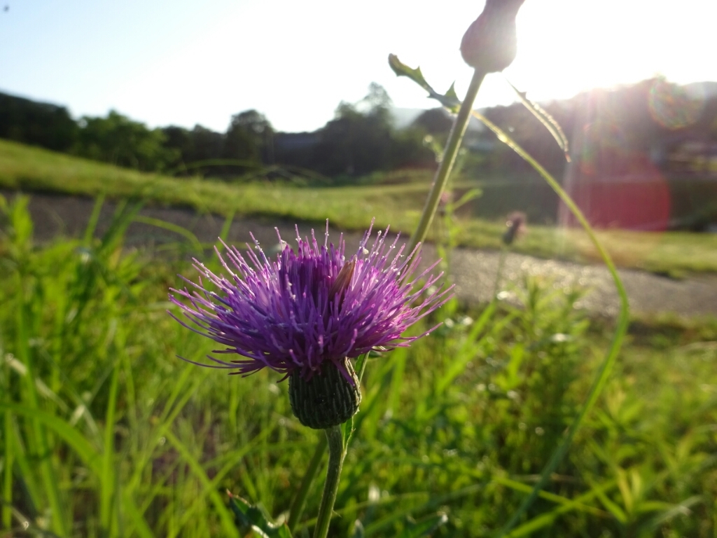 何度でも花が咲くように私を生きよう そんな男の独り言2