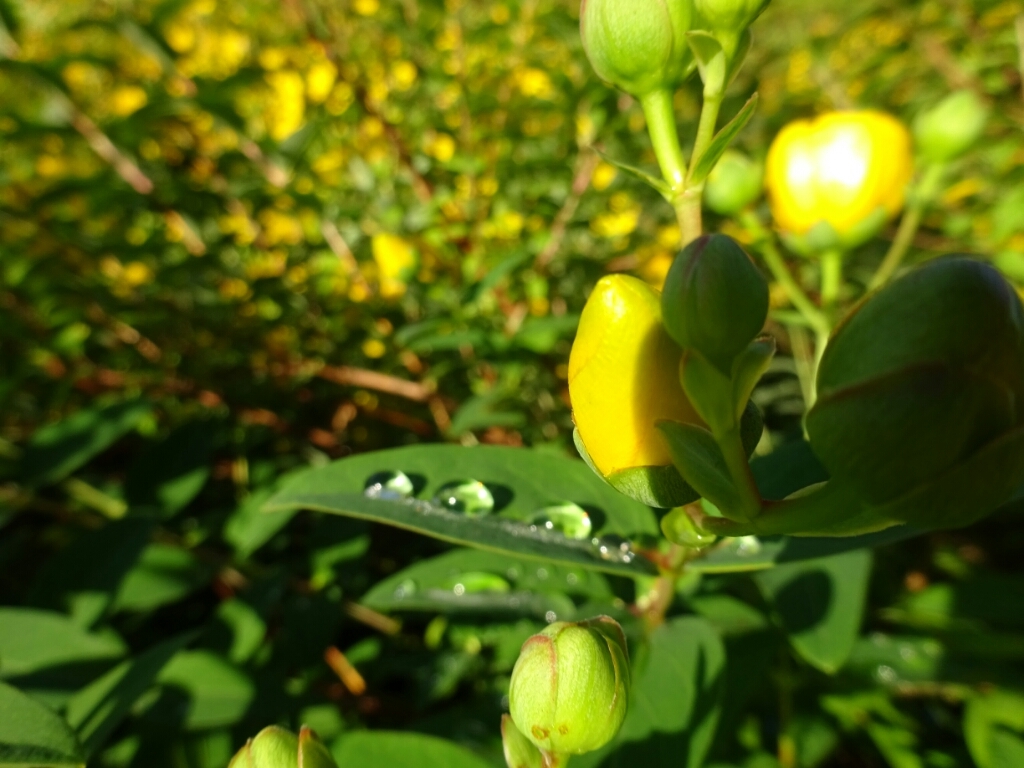 何度でも花が咲くように私を生きよう そんな男の独り言2 何度でも花が咲くように私を生きよう そんな男の独り言2