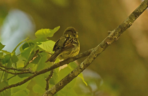 戸隠森林植物園のノビタキ Siberian Stonechat_f0206939_14082288.jpg