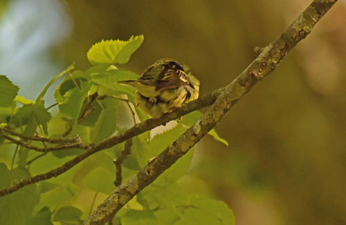 戸隠森林植物園のノビタキ Siberian Stonechat_f0206939_14094216.jpg